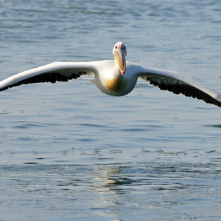 Walvisbay - White pelican
